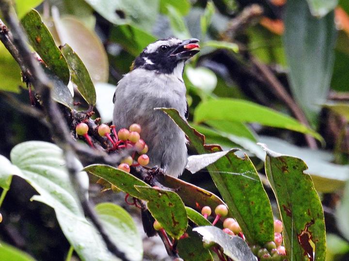 Black-winged Saltator