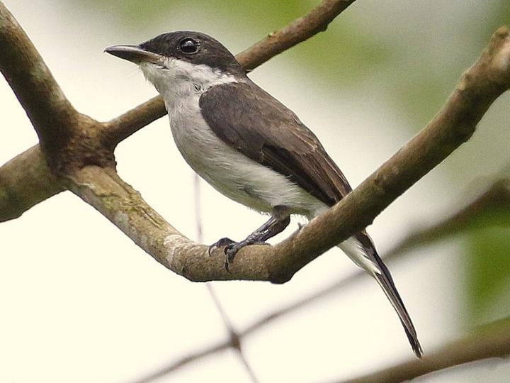 Black-winged Flycatcher-shrike