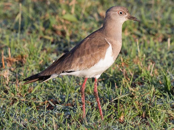 Black-winged Lapwing