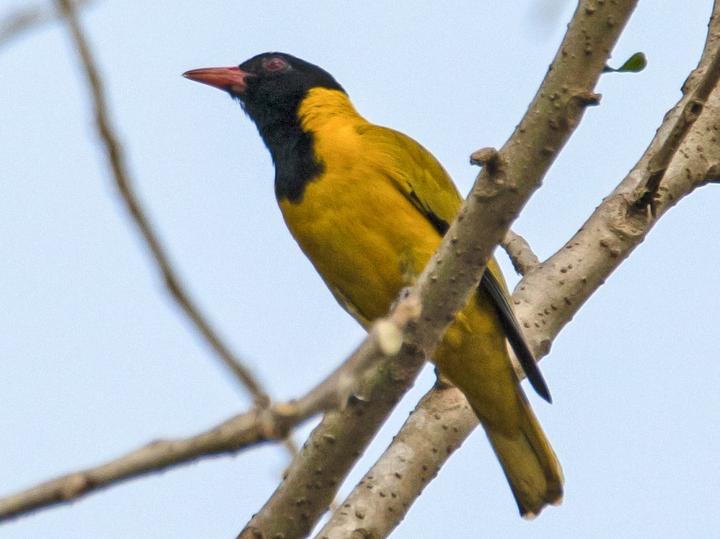 Black-winged Oriole
