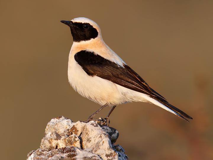 Western Black-eared Wheatear