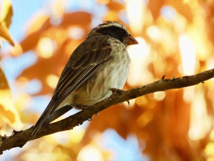 Black-eared Seedeater