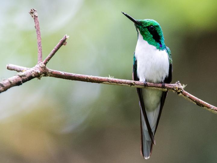 Black-eared Fairy