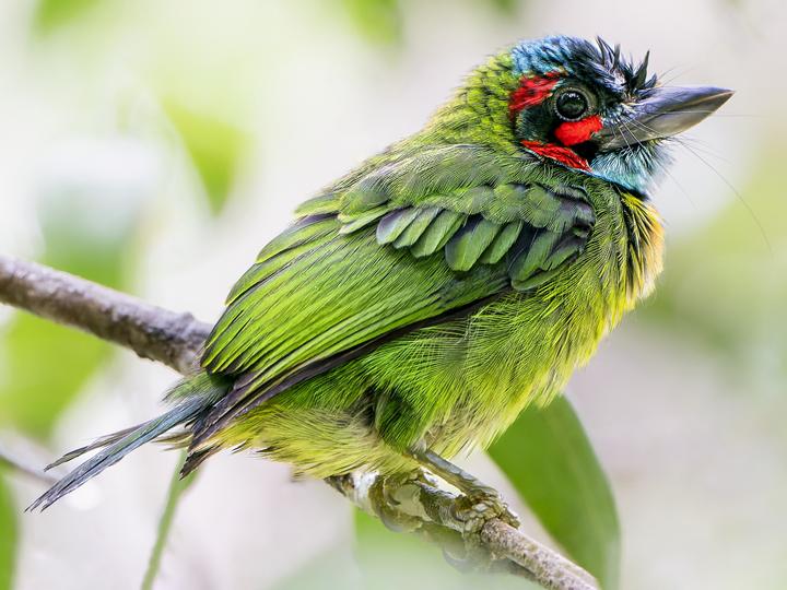 Black-eared Barbet