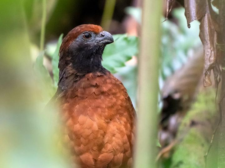 Black-eared Wood Quail