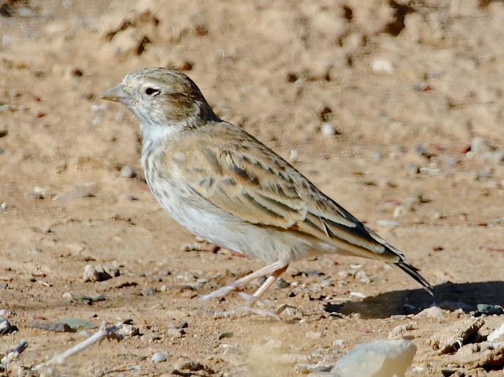 Black-eared Sparrow-Lark
