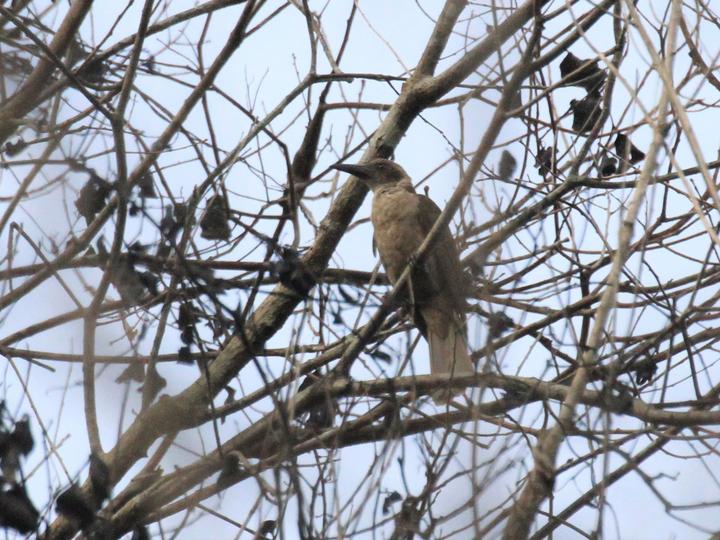Black-eared Oriole