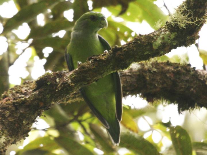 Black-winged Parrot