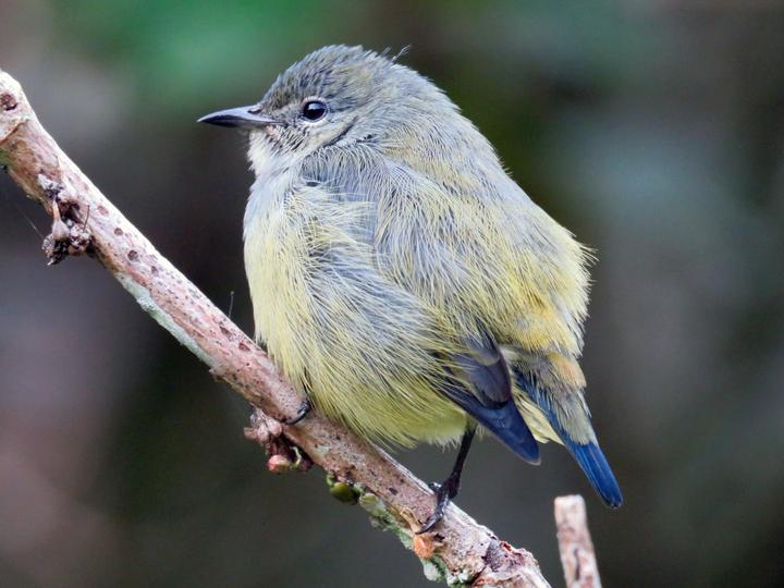 Black-sided Flowerpecker