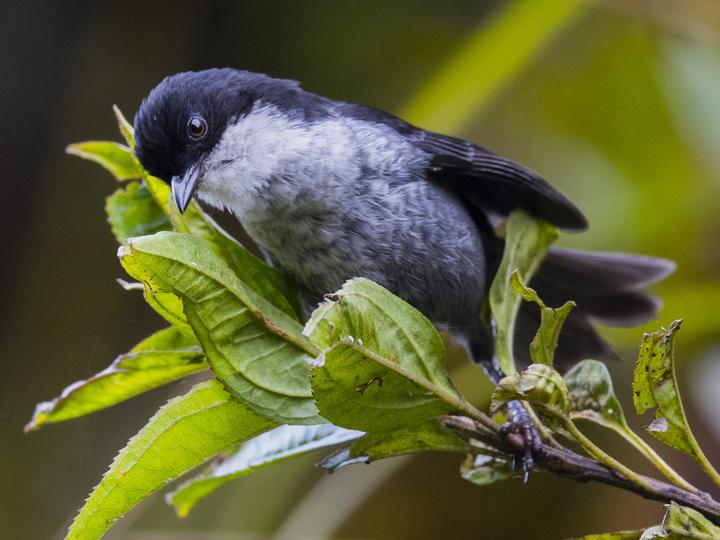 Black-backed Bush Tanager
