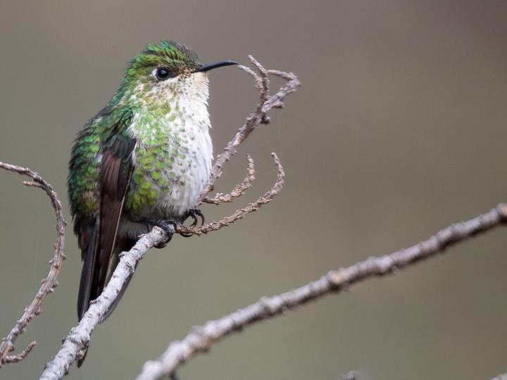Black-backed Thornbill