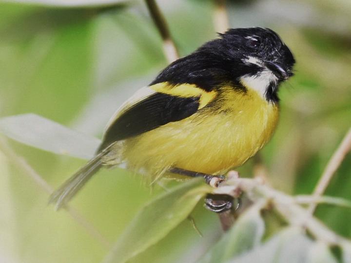 Black-backed Tody-Flycatcher