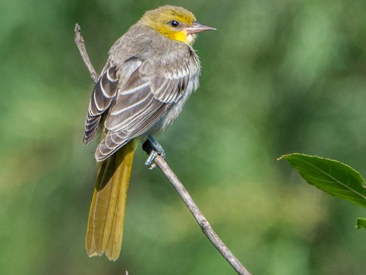 Black-backed Oriole