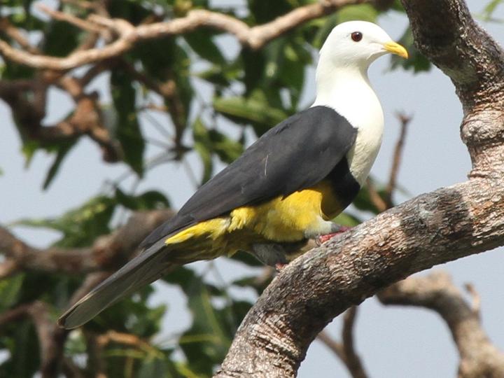 Banded Fruit Dove