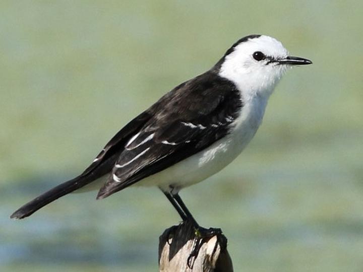 Black-backed Water Tyrant