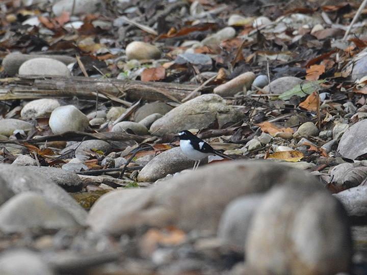 Black-backed Forktail