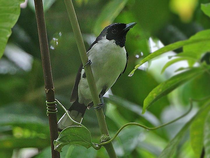 Kofiau Monarch