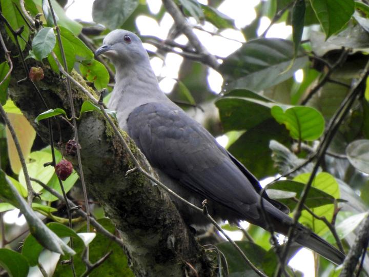 Dark-backed Imperial Pigeon
