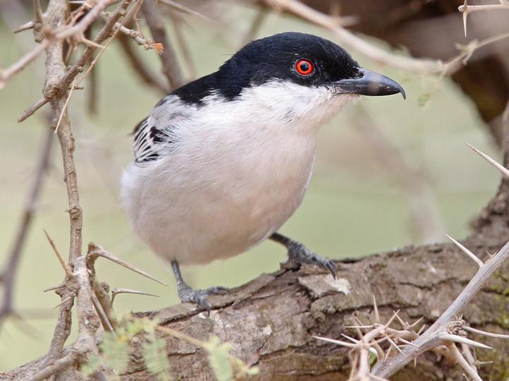 Black-backed Puffback