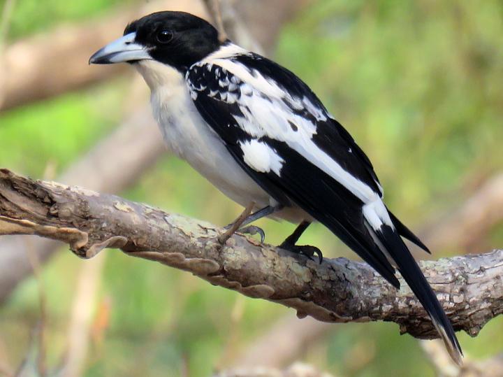 Black-backed Butcherbird