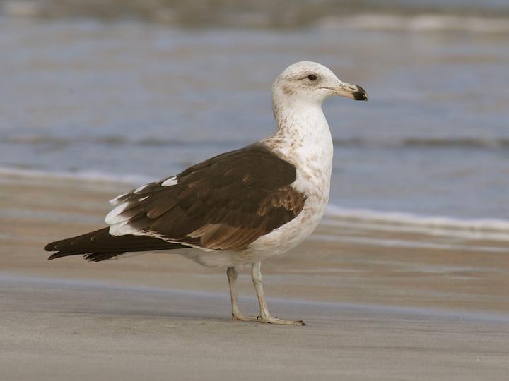 Kelp Gull