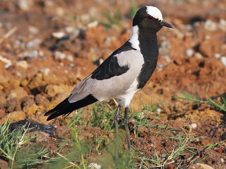 Blacksmith Lapwing