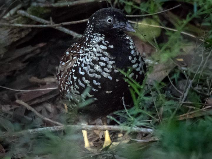 Black-breasted Buttonquail