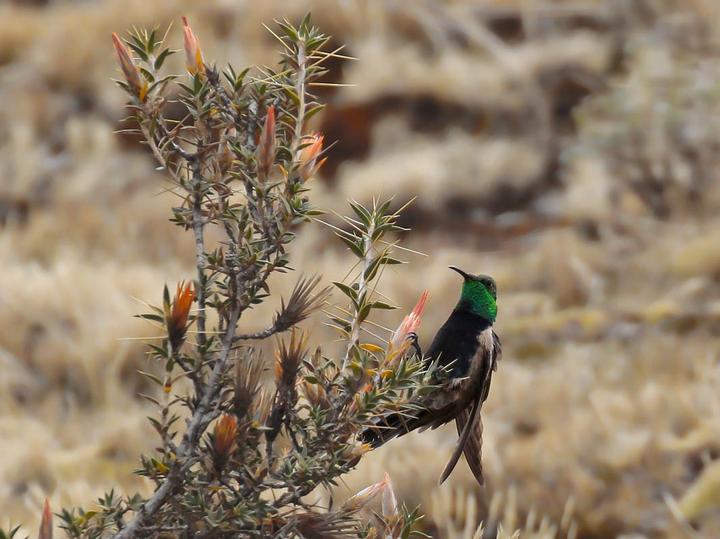 Black-breasted Hillstar
