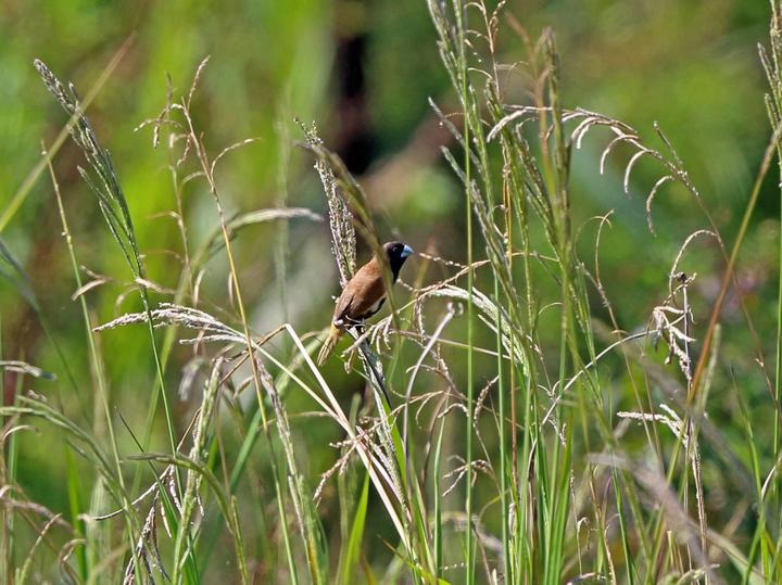 Black-breasted Mannikin