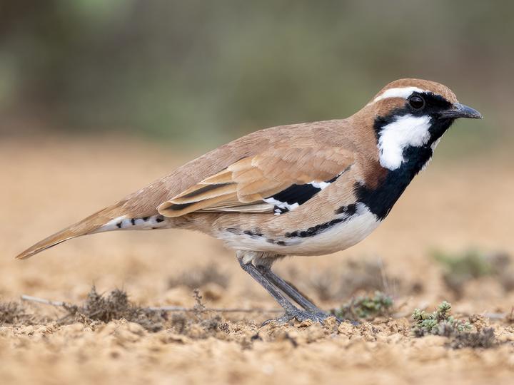 Nullarbor Quail-thrush