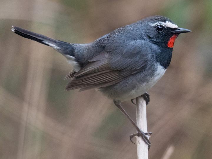 Himalayan Rubythroat