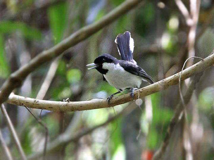 Banda Sea Monarch