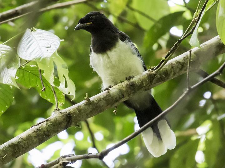 Black-chested Jay