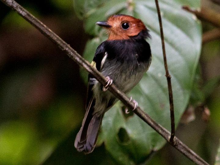 Black-chested Tyrant