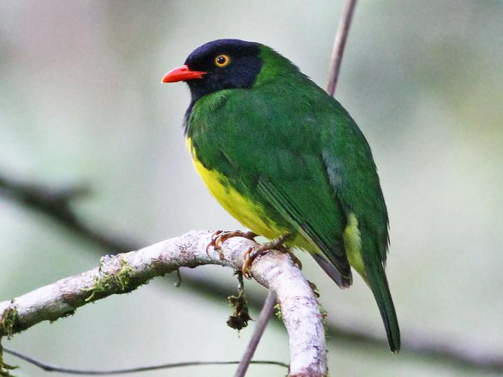 Black-chested Fruiteater
