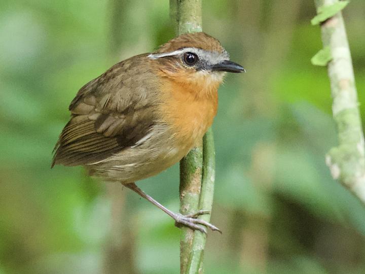 Black-breasted Gnateater