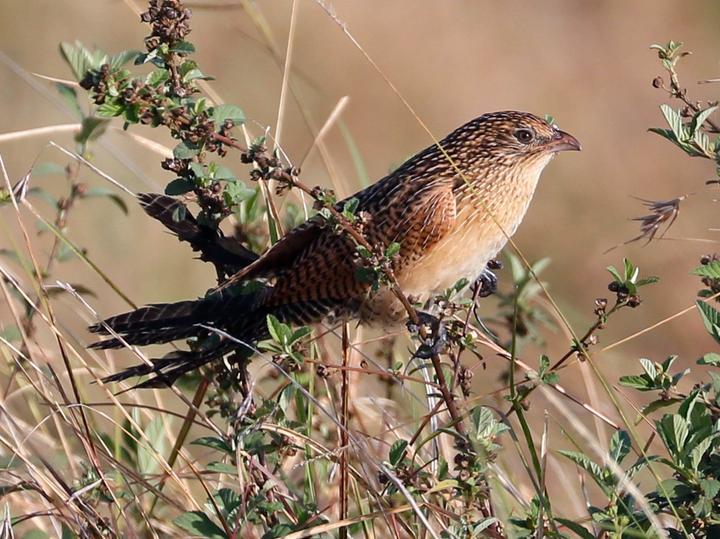 Black Coucal
