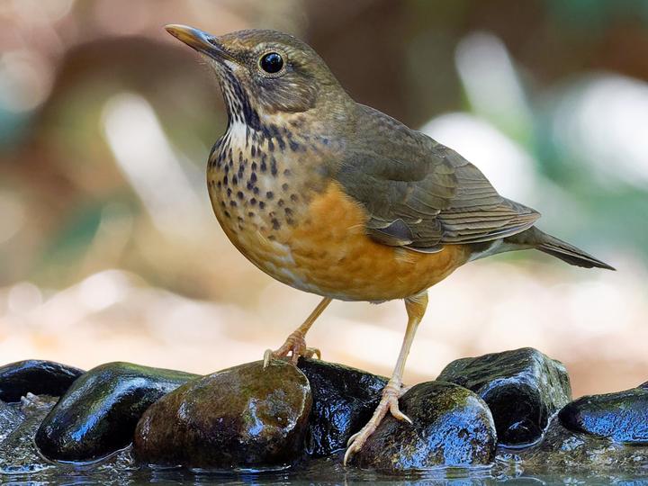 Black-breasted Thrush