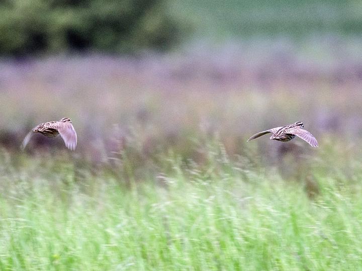 Rain Quail