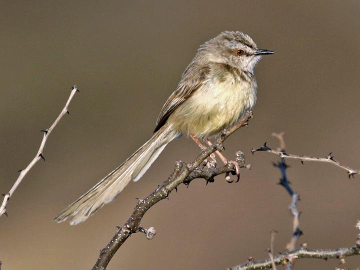 Black-chested Prinia