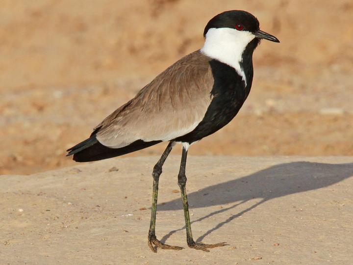 Spur-winged Lapwing