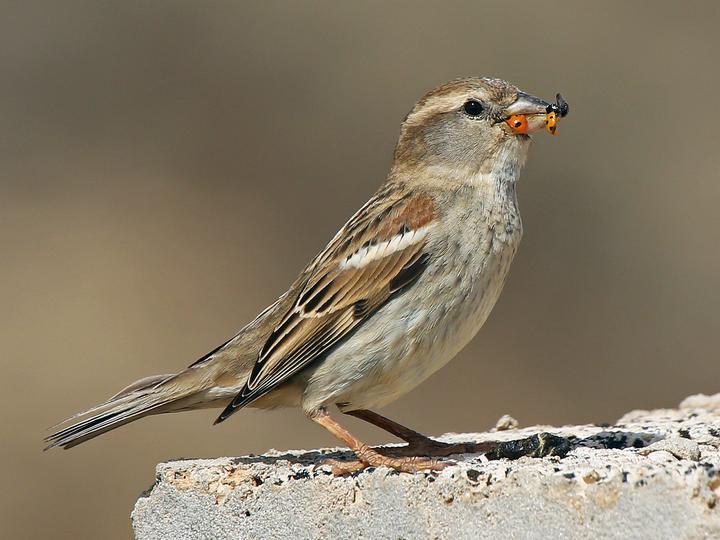Spanish Sparrow