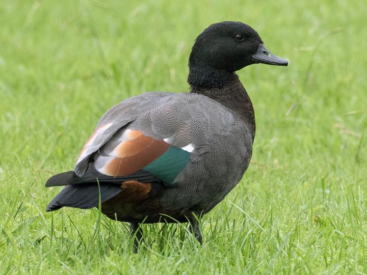 Paradise Shelduck