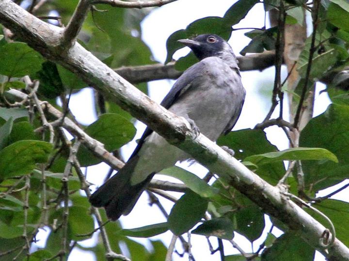 Black-faced Cotinga