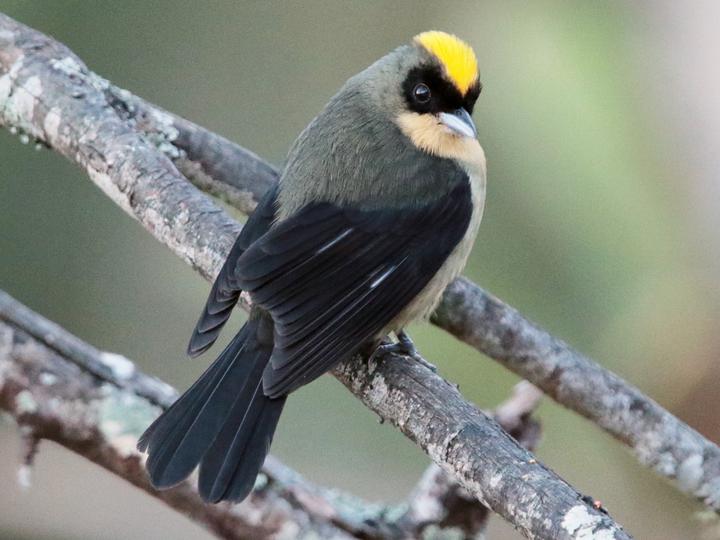 Black-goggled Tanager