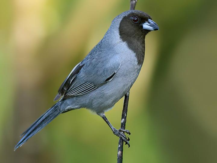 Black-faced Tanager