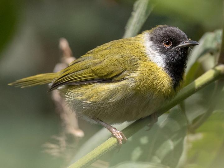Mountain Masked Apalis