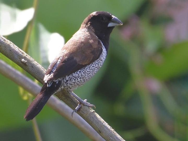 Black-faced Munia