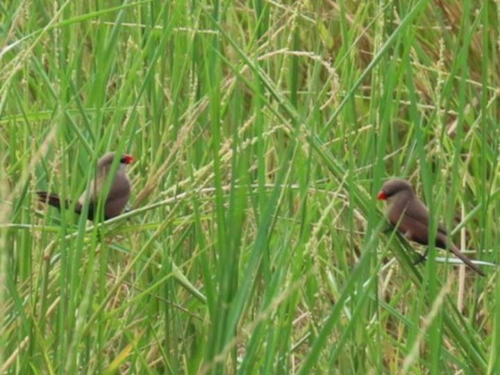 Black-lored Waxbill