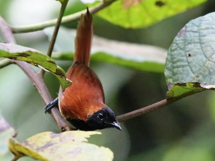 Black-faced Rufous Warbler